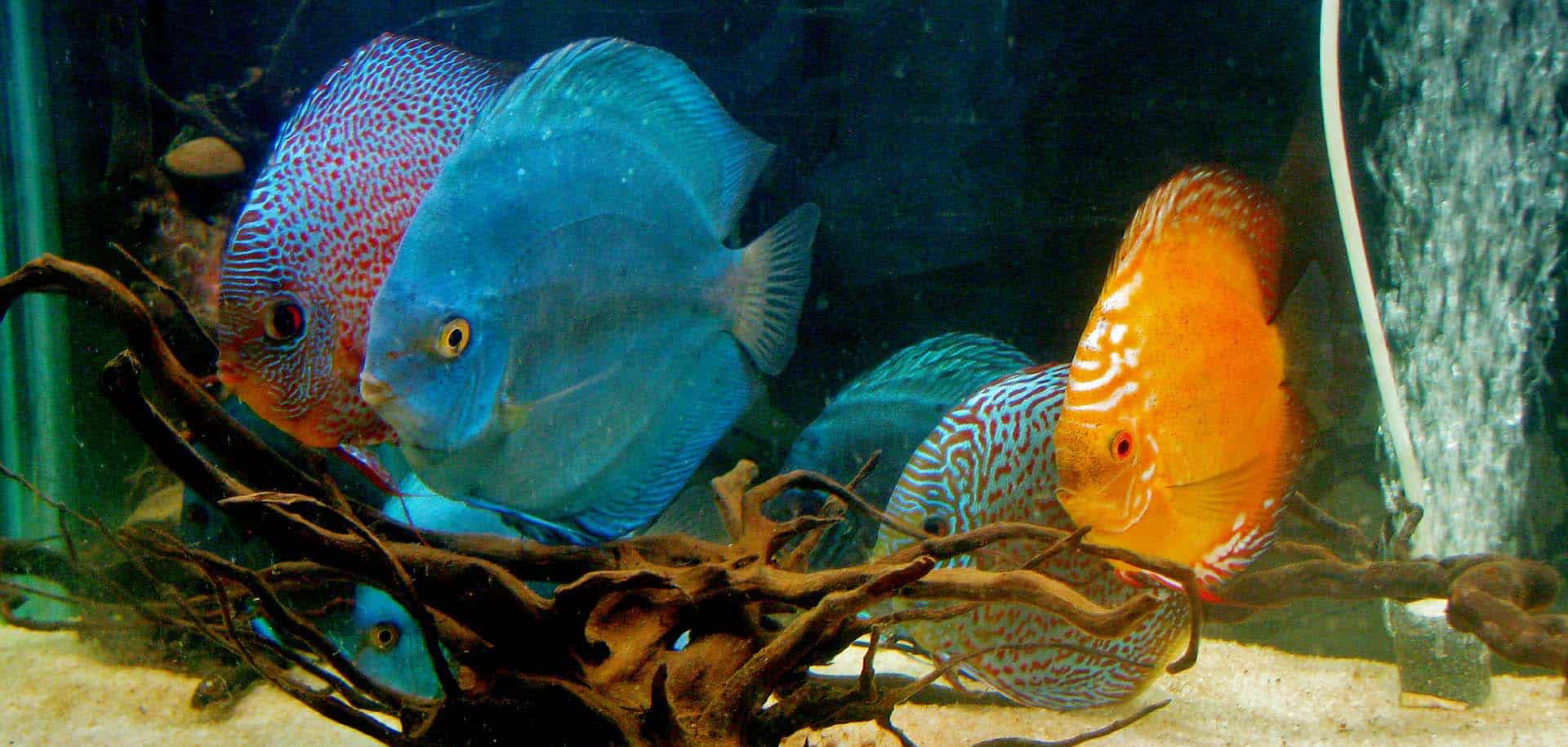 Read more about the article Take good care of your “Fish”